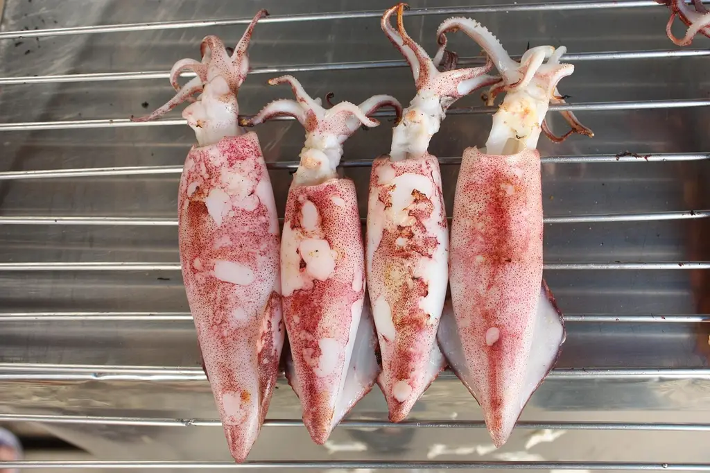 ink, squid, seafood, chanthaburi, thailand, food, delicious, grilled squid, side dish, grill, thai, thai food, day off, squid, squid, squid, squid, squid
