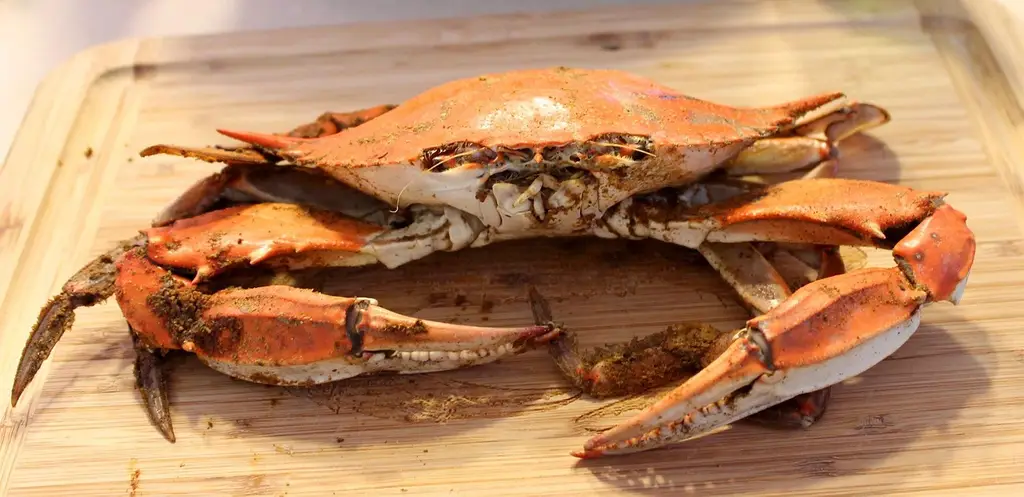 steamed, maryland, blue crab, spice, crab spice, chesapeake bay, crabs, maryland, maryland, maryland, maryland, blue crab, blue crab, blue crab, blue crab, blue crab, chesapeake bay, chesapeake bay, chesapeake bay