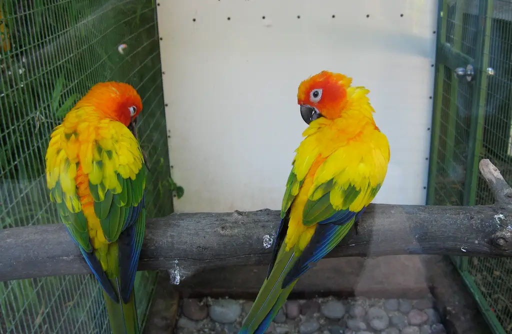Aratinga solstitialis -Jungle Island -Miami -USA