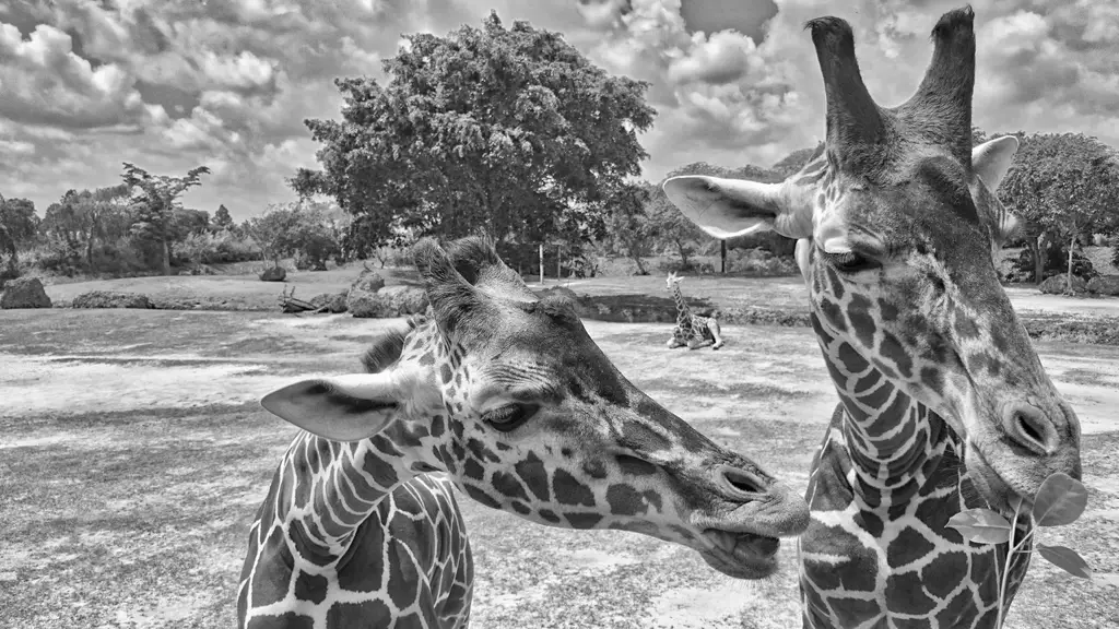 Close-up portrait of giraffes in black and white at Miami Zoo, capturing their distinct features and natural habitat.