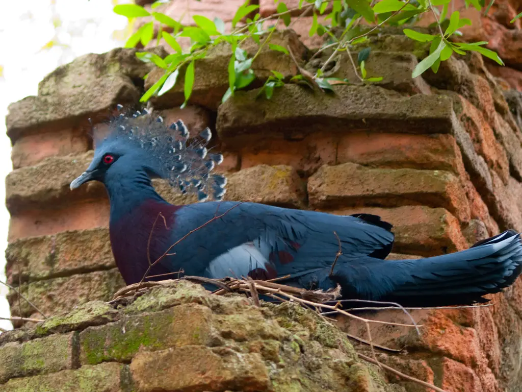 Goura victoria -Disney's Animal Kingdom, Orlando, Florida, USA -nest-8