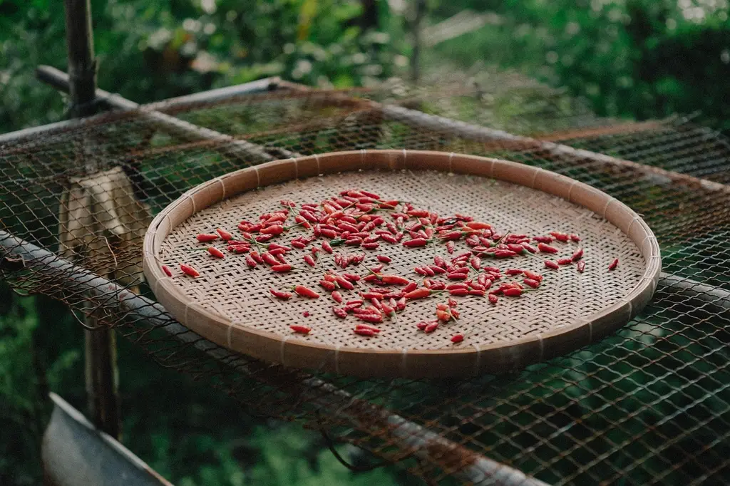 chilli, food, pepper, cooking, red, spicy, countryside, farm, field, village, harvest