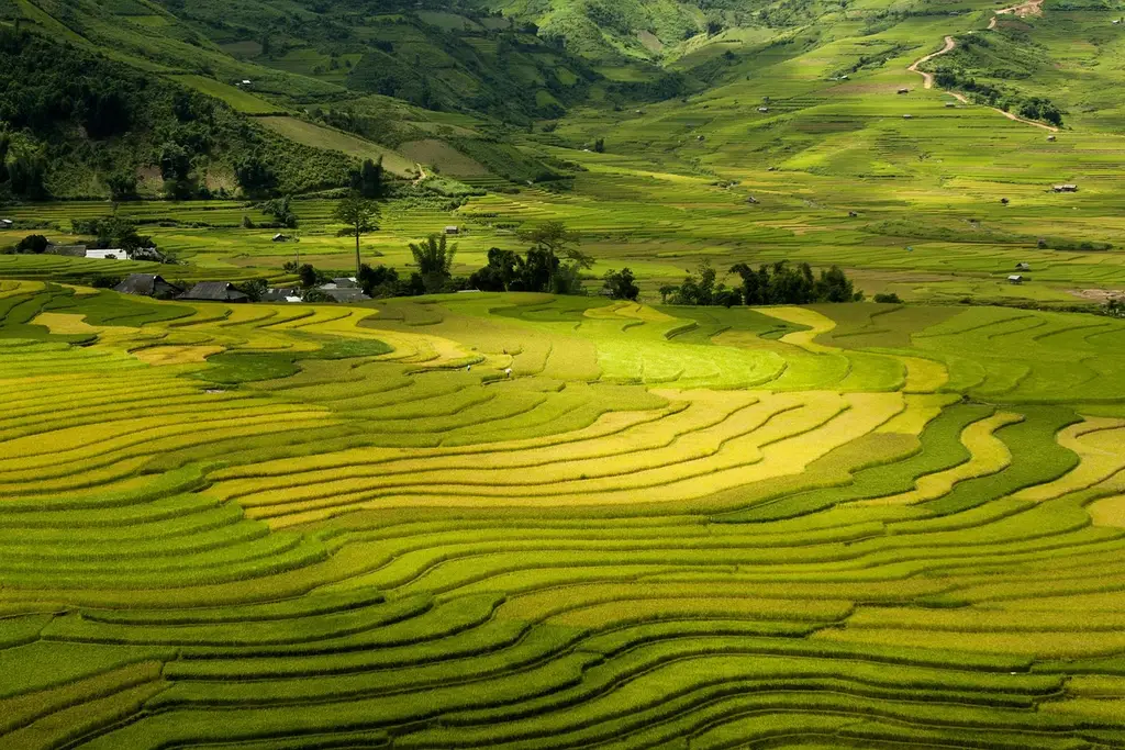 terraces, tay bac, vietnam, sapa, mu cang chai, lao cai, travel, landscape, mountain, nature, field, rice, tourism, sapa, sapa, sapa, sapa, sapa